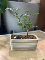 Pistacia Weinmannifolia Bonsai