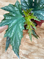 Begonia Sophia Cecile