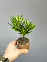 Podocarpus Buddhist Pine