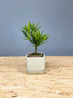 Podocarpus Buddhist Pine