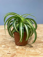 Curly Spider Plant