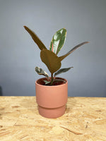 Rubber Plant Variegated Ruby