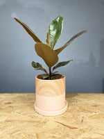 Rubber Plant Variegated Ruby