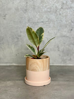 Rubber Plant Variegated 'Tineke' Mini