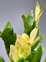 ZZ Plant Yellow Variegated