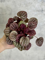 Peperomia Red Schumi