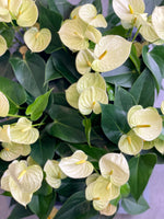 Anthurium Yellow