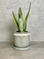 Silver Queen Snake Plant