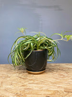 Curly Spider Plant M