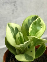 Baby Rubber Plant Variegated S