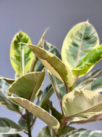 Rubber Plant Variegated 'Tineke' XL