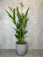 Lady Di Heliconia XL in Jaylin Pot