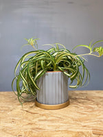 Curly Spider Plant M