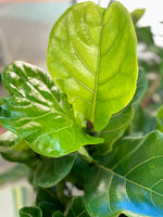 Fiddle Leaf Fig Tree 1.2