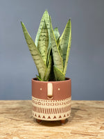 Silver Queen Snake Plant