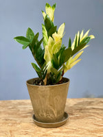 ZZ Plant Yellow Variegated