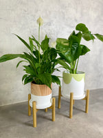 Jules II Plant Stand