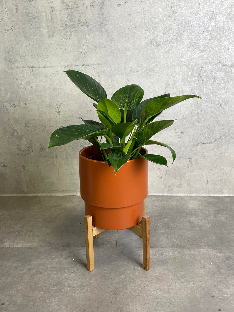 Philodendron Birkin in Jo Pot with FREE Plant Stand