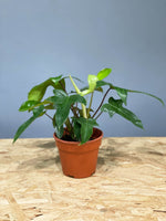 Philodendron Rudolph