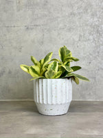 Baby Rubber Plant Variegated M