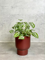 Caladium Humboldtii 'Mini White' in Lin Pot