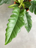 Philodendron Narrow in Jo Pot with FREE Stand