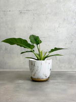 Philodendron Narrow in Mabel Pot