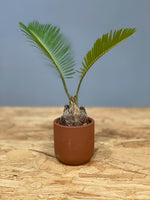 Mini Sago Palm