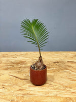 Mini Sago Palm